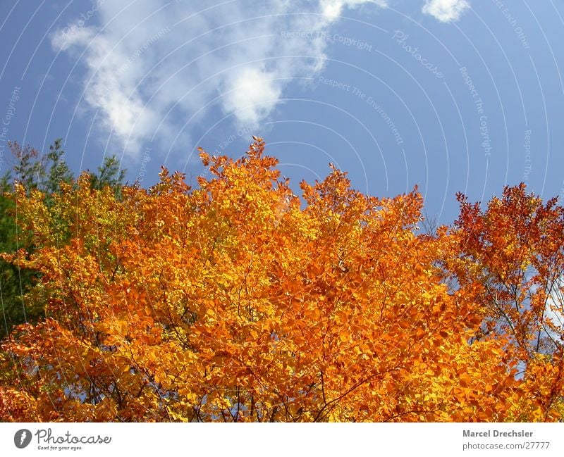 autumn foliage Leaf Autumn September October November Calm Tree Maple tree Clouds Orange Colour Contrast Sky