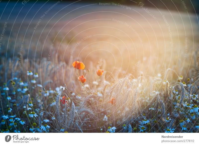 light Time machine Nature Plant Sunlight Summer Beautiful weather Flower Field Life Bizarre Senses Moody Surrealism Poppy Grain Marguerite Ear of corn Light