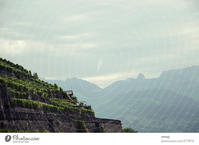 vineyards Environment Nature Landscape Climate Climate change Weather Natural Vineyard Canton Wallis Colour photo Exterior shot Deserted Copy Space right Day