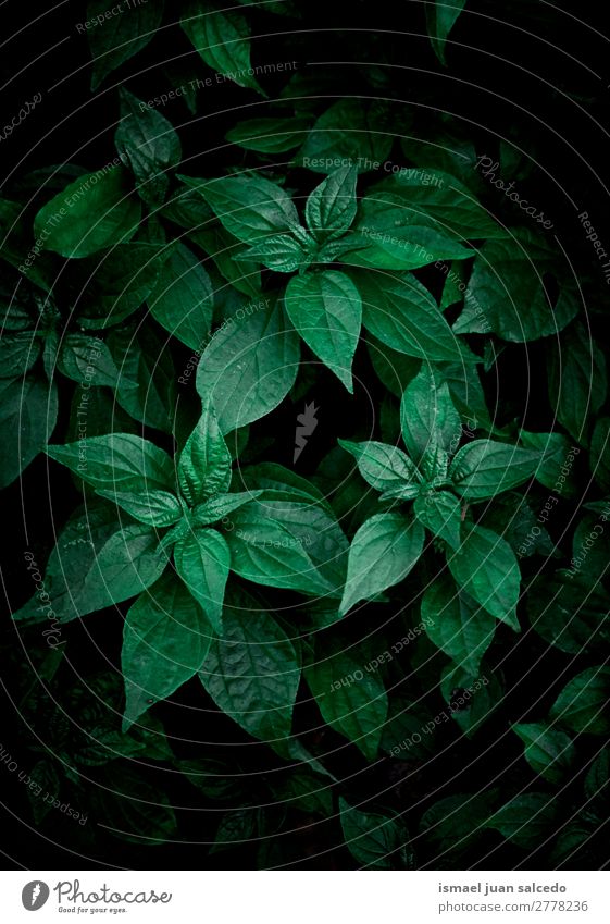 green leaves texture Plant Leaf Green Garden Floral Nature Decoration Abstract Consistency Fresh Exterior shot background Beauty Photography fragility spring