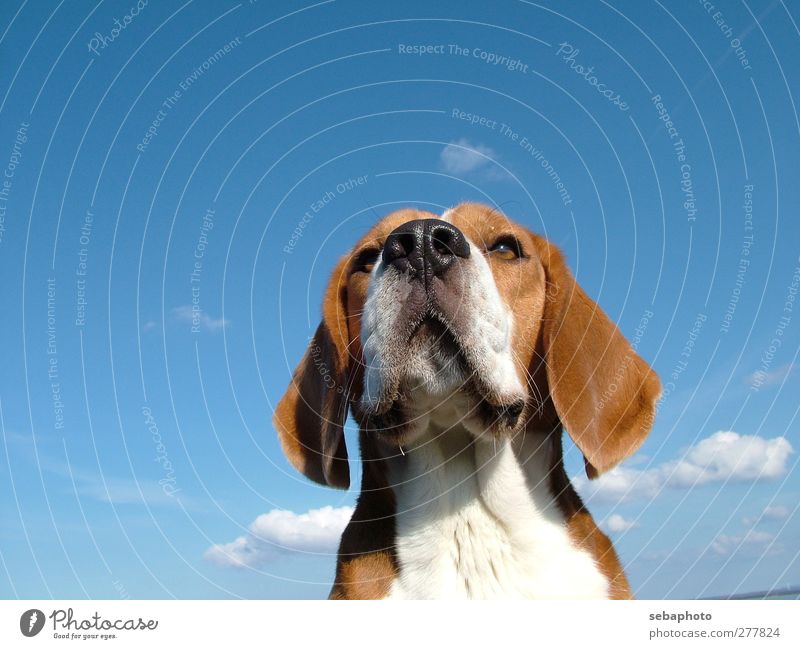 Dog Beagle Nature Sky Clouds Summer Beautiful weather Animal Pet Animal face Pelt 1 Looking Wait Esthetic Cool (slang) Elegant Blue Brown White Self-confident