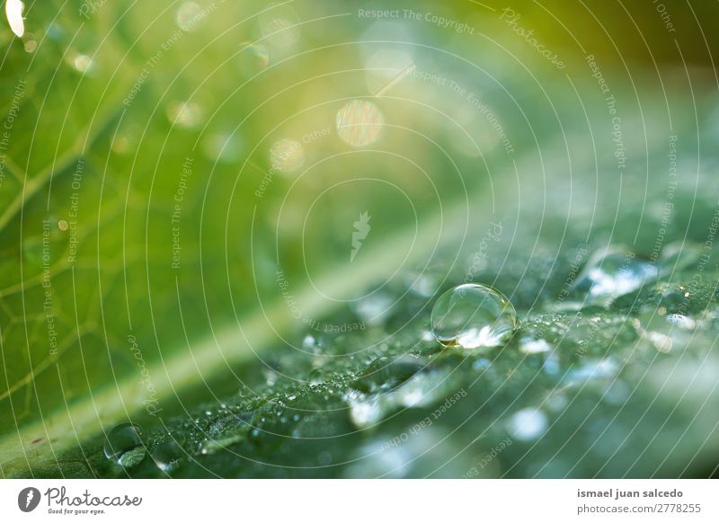 drops on the green leaves Plant Leaf Drop raindrop Glittering Bright Green Garden Floral Nature Abstract Consistency Fresh Exterior shot background