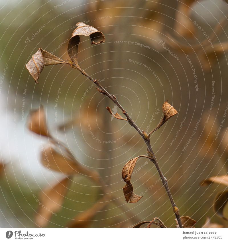 brown plant leaves Plant Leaf Brown Garden Floral Nature Decoration Abstract Consistency Fresh Exterior shot background Beauty Photography fragility spring