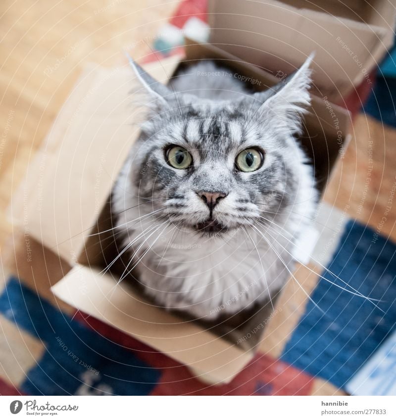 Cat' in box Pet Pelt 1 Animal Box Curiosity Beautiful Soft Blue Brown Gray Domestic cat Eyes Carton Cardboard Colour photo Interior shot Bird's-eye view