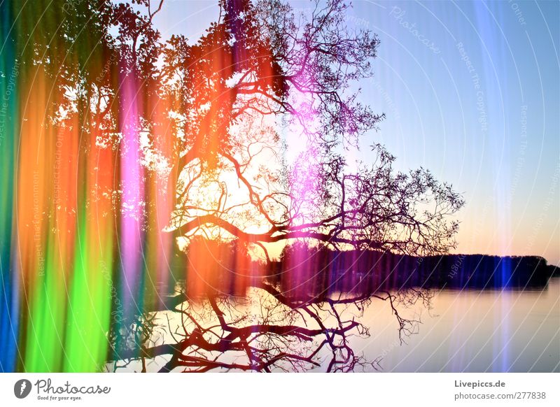 glowering light Art Painter Nature Water Sky Cloudless sky Sun Sunrise Sunset Sunlight Summer Plant Tree Leaf Wild plant Coast Lakeside Illuminate Blue Green