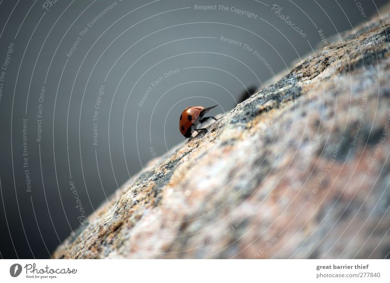 Fly, little friend Summer Animal Beetle 1 Stone Free Uniqueness Beautiful Blue Homesickness Ladybird Rock Aviation Wing Sky Colour photo Multicoloured