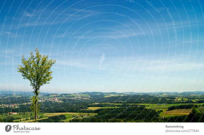 small tree Environment Nature Landscape Plant Air Sky Clouds Summer Climate Weather Beautiful weather Tree Grass Meadow Field Forest Hill Village Blue