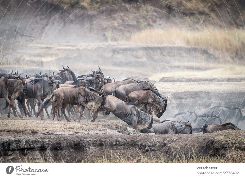 leap of faith Environment Nature Animal Wild animal Gnu black wildebeest Herd Running Jump Hiking Speed Brown Yellow Gold Power Willpower Brave Dangerous