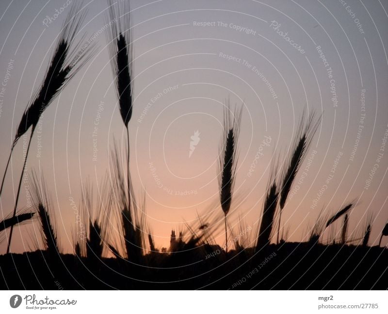 sunset Sunset Field Dusk Moody Dark Grain Evening Sky