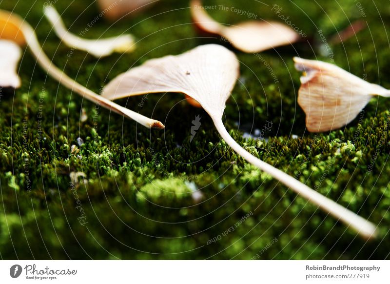 pitfalls Environment Nature Plant Autumn Moss Leaf Foliage plant Decline Ginko Colour photo Exterior shot Macro (Extreme close-up) Deserted Day Contrast