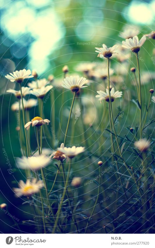 flower ski Environment Nature Plant Summer Flower Garden Park Meadow Natural Joie de vivre (Vitality) Esthetic Contentment Senses Blur Colour photo