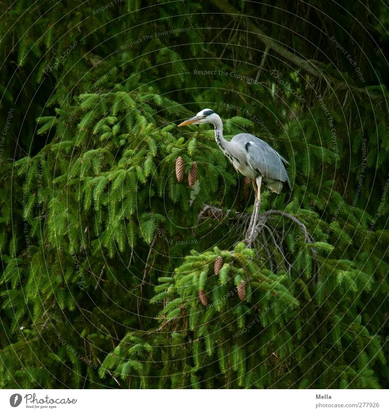 in the green Environment Nature Plant Animal Tree Fir tree Spruce Coniferous trees Branchage Wild animal Bird Heron Grey heron 1 Looking Stand Free Natural