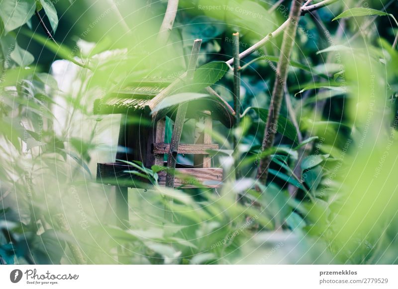 Bird house on a tree among the green leaves Save Life Summer House (Residential Structure) Nature Plant Animal Tree Leaf Park Forest Wood Natural Wild Green