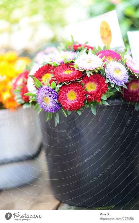 flower tub Spring Summer Flower Blossom Blossoming Fragrance Multicoloured Bouquet Bucket Tub Paper Daisy Florist Flower shop Farmer's market Colour photo