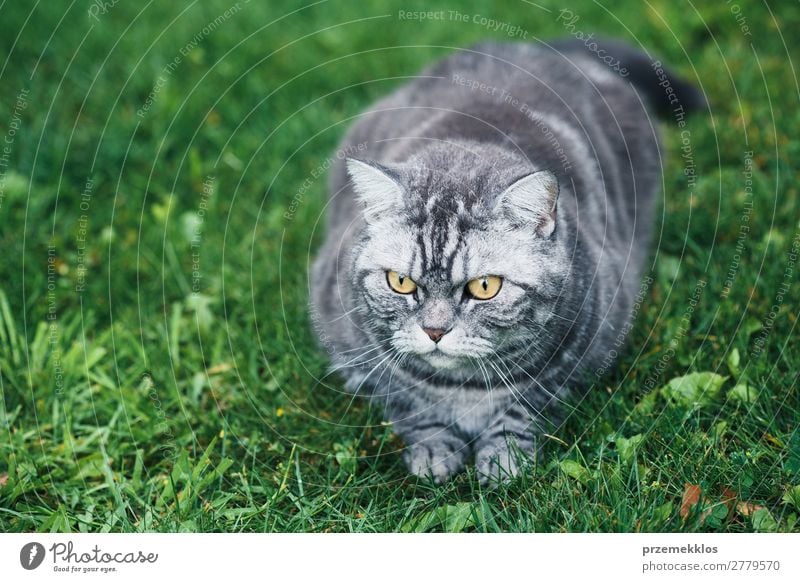 Grey cat sitting on a grass in a garden Beautiful Animal Grass Pet Cat Sit Funny Cute Gray Green Delightful Domestic furry Kitten Colour photo Exterior shot