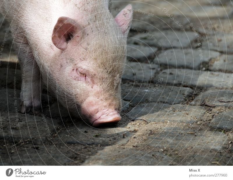 sugl Animal Farm animal 1 Baby animal Fat Dirty Pink Swine Piglet Pig's snout Search Odor Cobblestones Bristles Head Colour photo Exterior shot Close-up