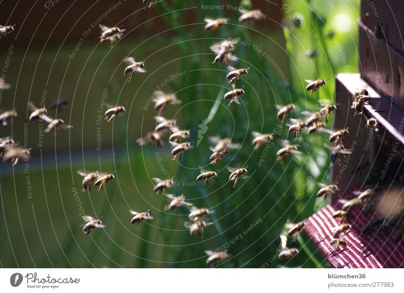 One for all - all for one Animal Farm animal Bee Flock Flying Carrying Elegant Success Sustainability Speed Determination Love of animals Diligent Disciplined