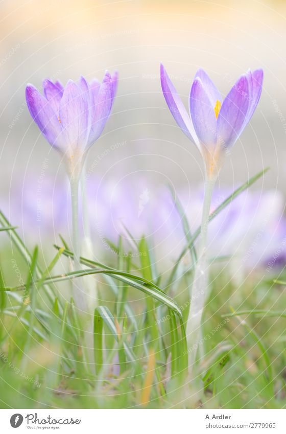 Crocuses as spring messengers Plant Sun Sunlight Spring Summer Beautiful weather Flower Garden Park Meadow Soft Yellow Green Violet Orange Pink White Fragrance