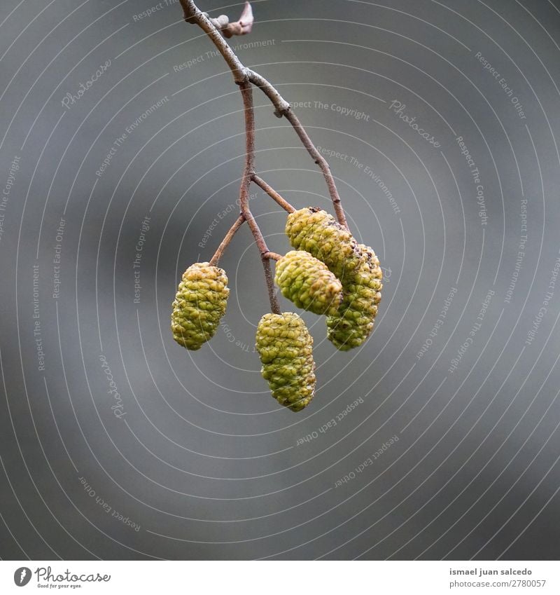 tree branches Tree Nature Abstract Consistency Exterior shot background Beauty Photography fragility Autumn fall Winter