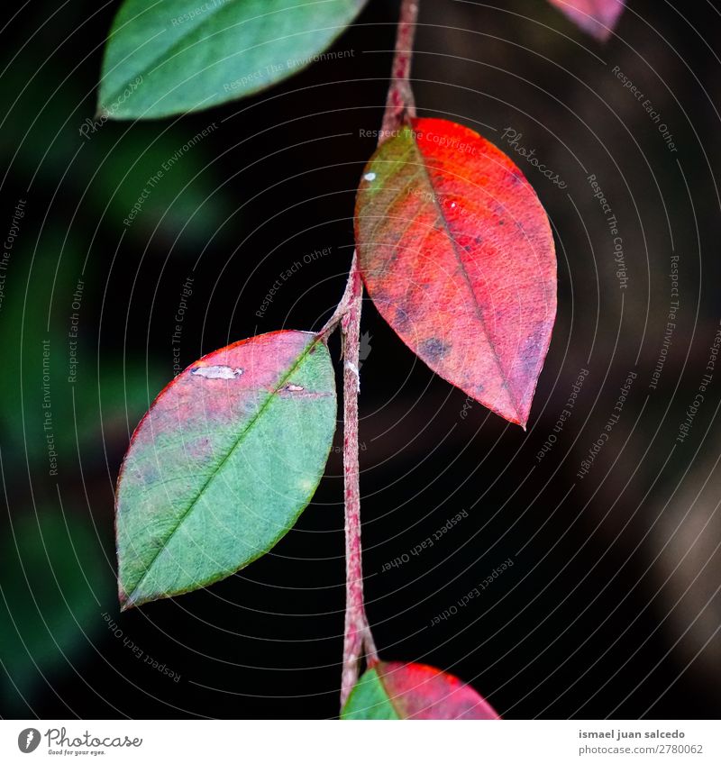 colorful leaves Tree branches Leaf Colour Nature Abstract Consistency Exterior shot background Beauty Photography fragility Autumn fall Winter