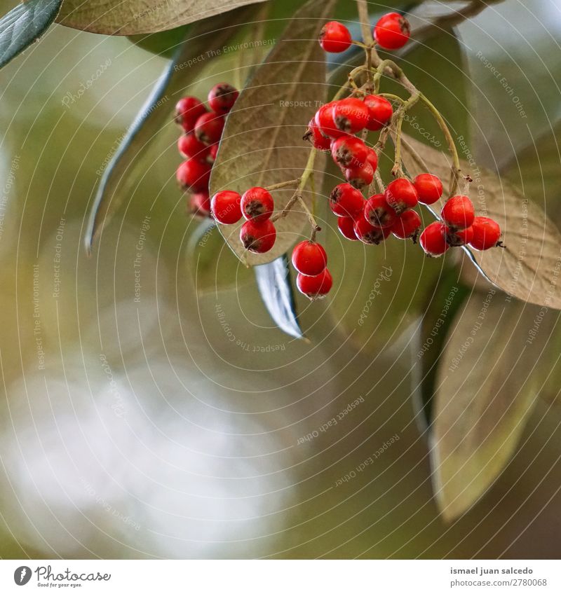 tree branches Tree Leaf Green Nature Abstract Consistency Exterior shot background Beauty Photography fragility Autumn fall Winter