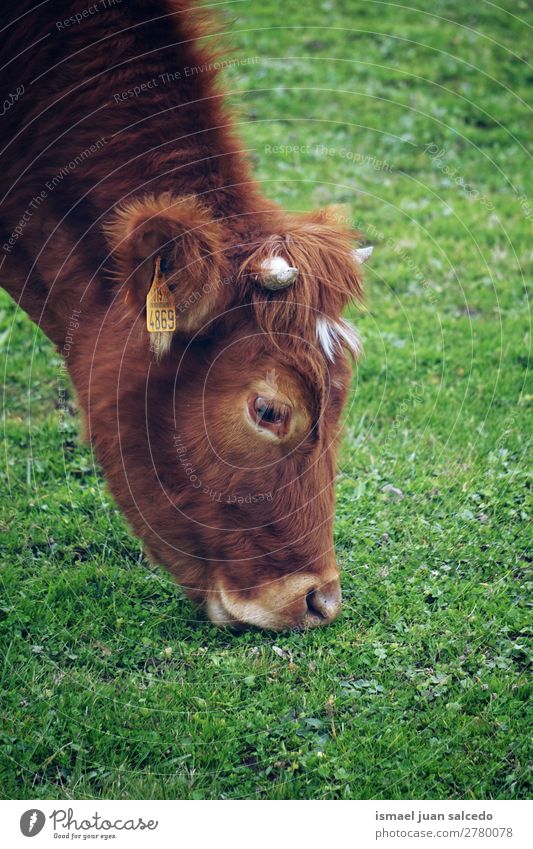 brown cow portrait Cow Brown horns Portrait photograph Animal Wild head wildlife eyes ears hair Nature Cute Beauty Photography Elegant wild life Rural Meadow