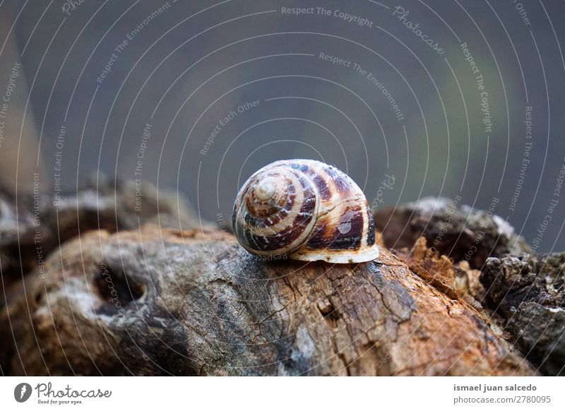 snail in the nature Animal Bug Brown Insect Small Shell Spiral Nature Plant Garden Exterior shot fragility Cute Beauty Photography Loneliness