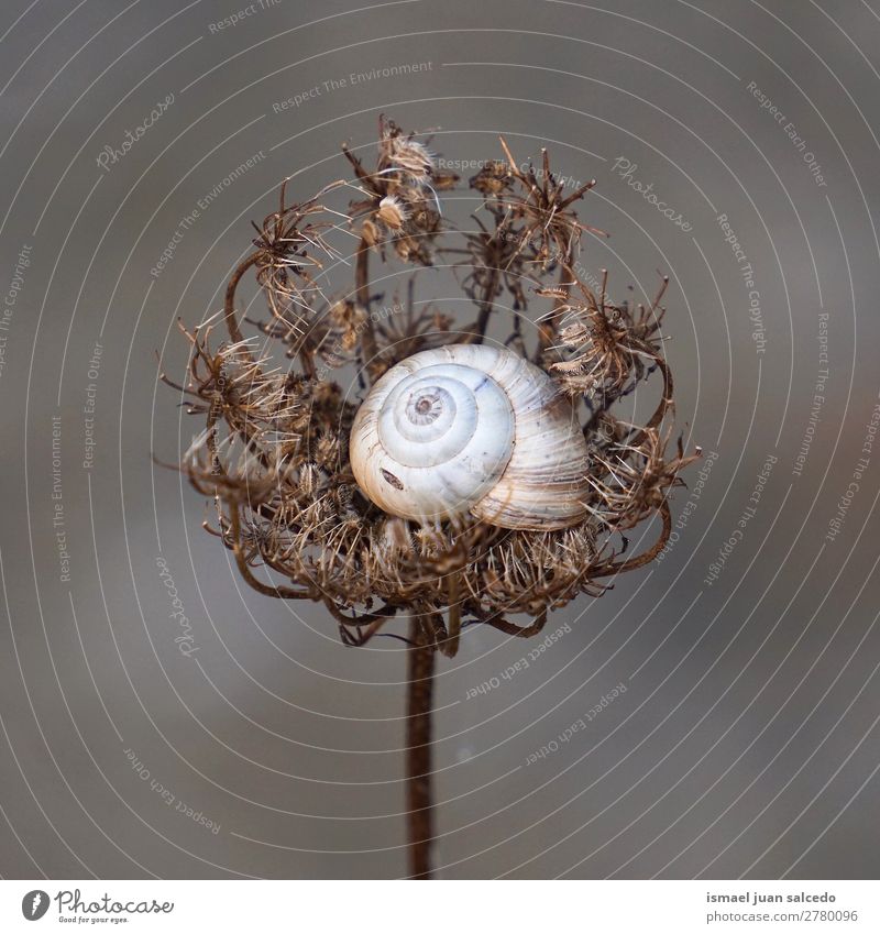 snail in the nature Animal Bug White Insect Small Shell Spiral Nature Plant Garden Exterior shot fragility Cute Beauty Photography Loneliness