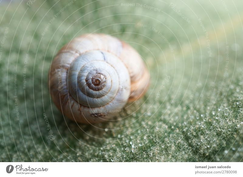 snail in the nature Animal Bug White Insect Small Shell Spiral Nature Plant Garden Exterior shot fragility Cute Beauty Photography Loneliness