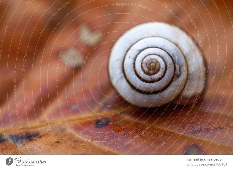 snail in the leaf Animal Bug White Insect Small Shell Spiral Nature Plant Garden Exterior shot fragility Cute Beauty Photography Loneliness