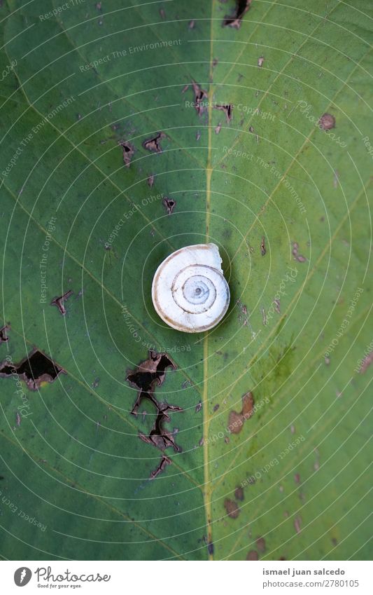 snail in the nature Animal Bug White Insect Small Shell Spiral Nature Plant Garden Exterior shot fragility Cute Beauty Photography Loneliness