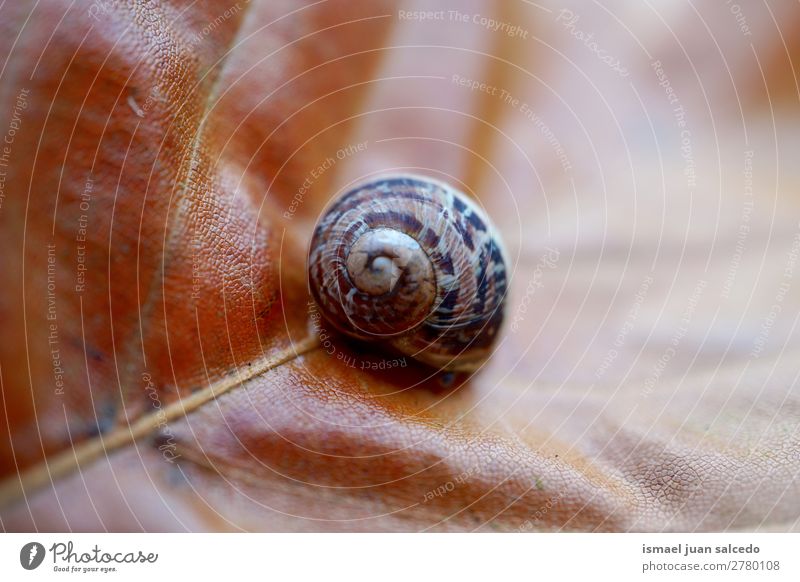 snail in the nature Animal Bug Brown Insect Small Shell Spiral Nature Plant Garden Exterior shot fragility Cute Beauty Photography Loneliness