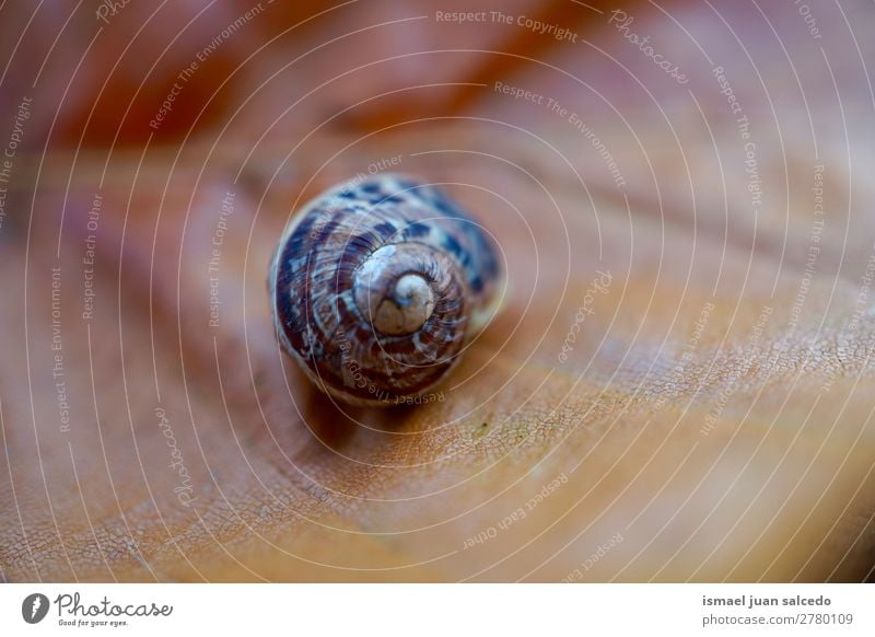 snail in the nature Animal Bug Brown Insect Small Shell Spiral Nature Plant Garden Exterior shot fragility Cute Beauty Photography Loneliness