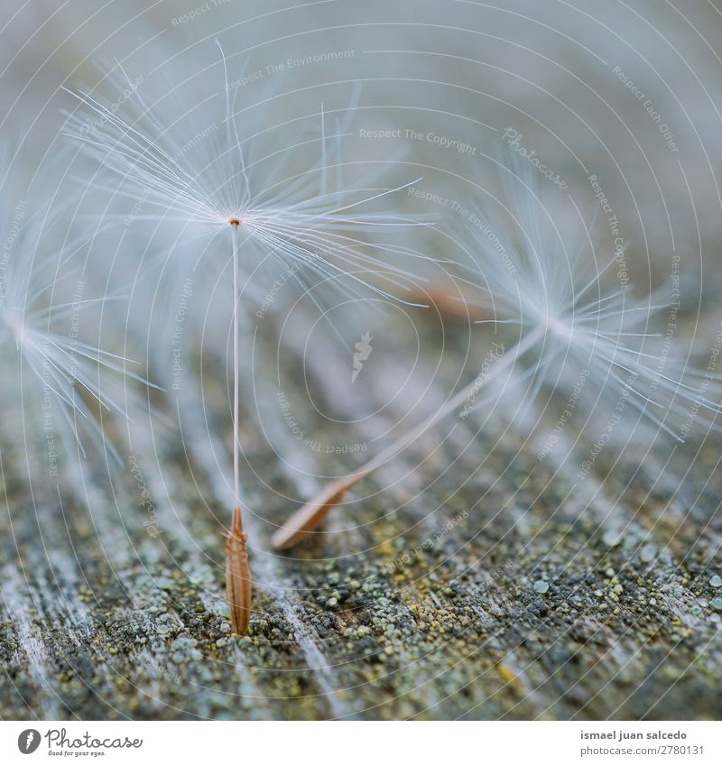 dandelion flower seed Dandelion Flower Plant Floral Garden Nature Decoration Abstract Consistency Soft Exterior shot background romantic fragility