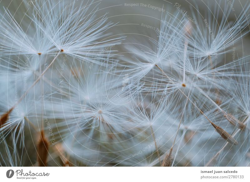 dandelion flower plant Dandelion Flower Plant seed Floral Garden Nature Decoration Abstract Consistency Soft Exterior shot background romantic fragility