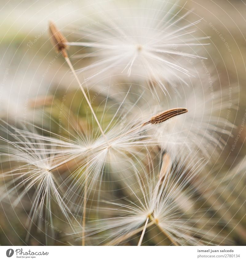 dandelion flower seed Dandelion Flower Plant Floral Garden Nature Decoration Abstract Consistency Soft Exterior shot background romantic fragility