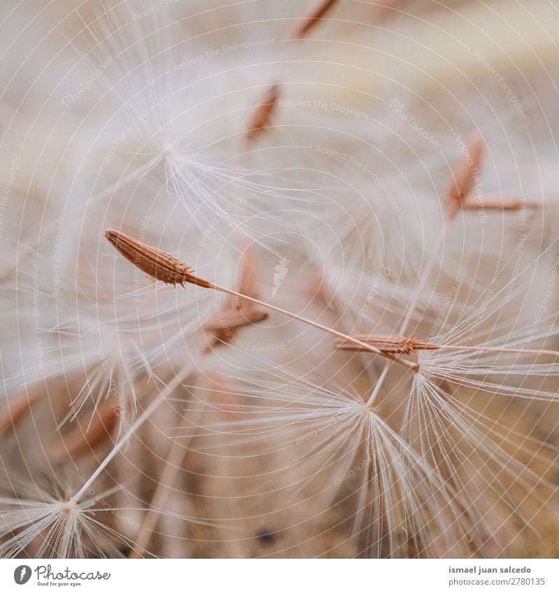 dandelion flower seed Dandelion Flower Plant Floral Garden Nature Decoration Abstract Consistency Soft Exterior shot background romantic fragility