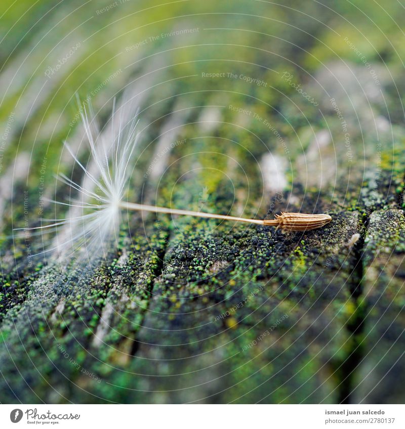 dandelion flower seed Dandelion Flower Plant Floral Garden Nature Decoration Abstract Consistency Soft Exterior shot background romantic fragility