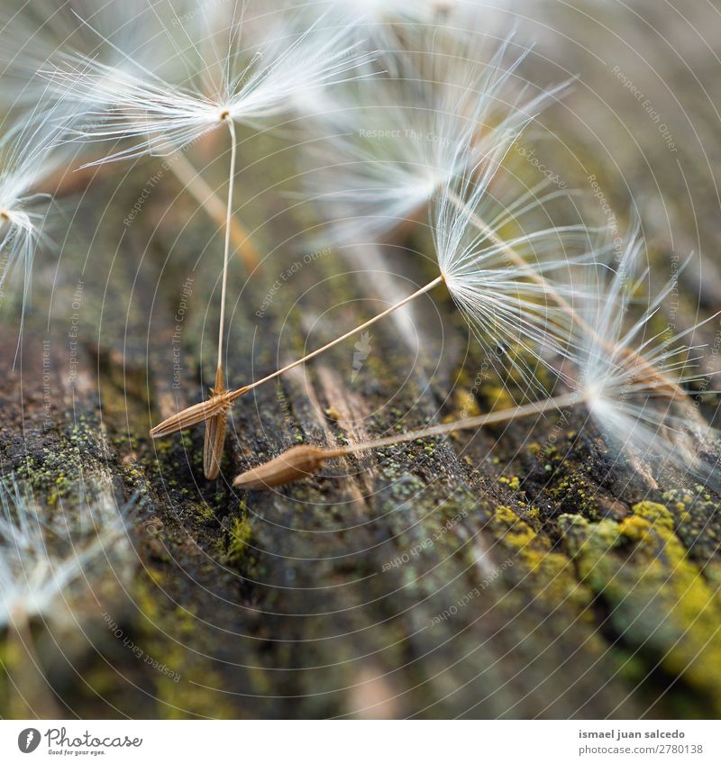 dandelion flower seed Dandelion Flower Plant Floral Garden Nature Decoration Abstract Consistency Soft Exterior shot background romantic fragility