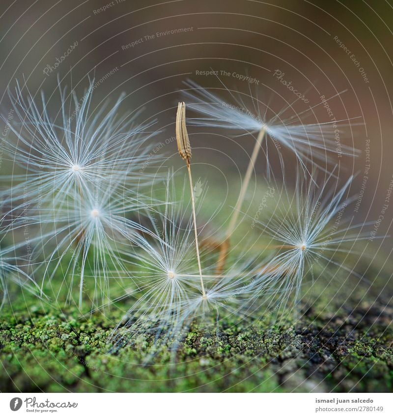 dandelion flower seed Dandelion Flower Plant Floral Garden Nature Decoration Abstract Consistency Soft Exterior shot background romantic fragility