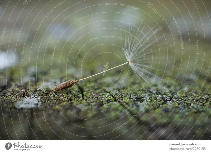 dandelion flower seed Dandelion Flower Plant Floral Garden Nature Decoration Abstract Consistency Soft Exterior shot background romantic fragility