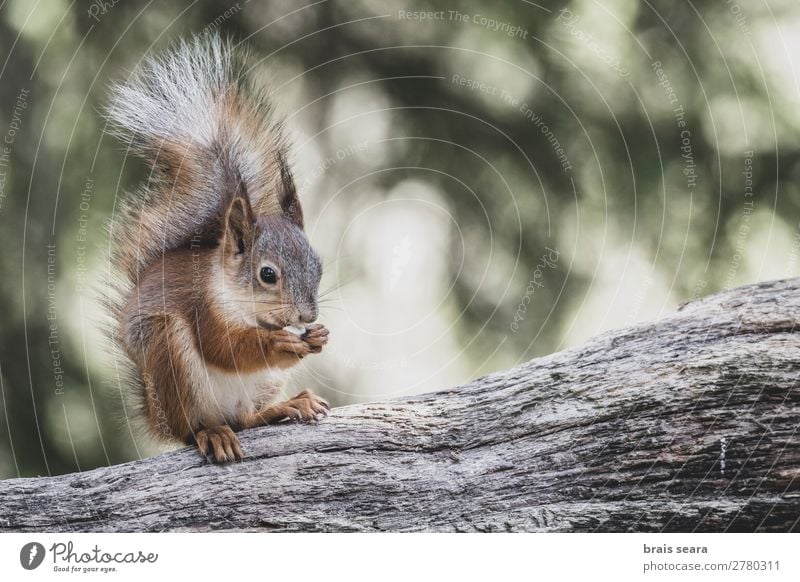 Red Squirrel eating Eating Face Summer Science & Research Environment Nature Animal Earth Autumn Tree Park Forest Fur coat Wild animal Animal face 1 Free