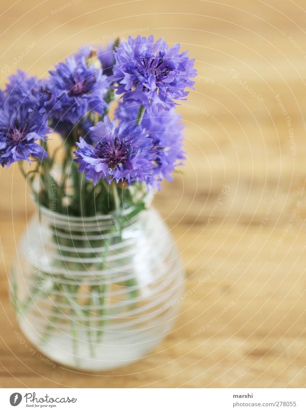 cornflowers Plant Flower Blue Violet Vase Cornflower Beautiful Decoration Blur Blossoming Summer Bouquet Colour photo Interior shot