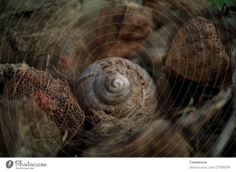 Brown, snail shell and physalis flowers in winter Nature Plant Animal Autumn Winter Blossom Chinese lantern flower Physalis Garden Crumpet 1 Snail shell Lie