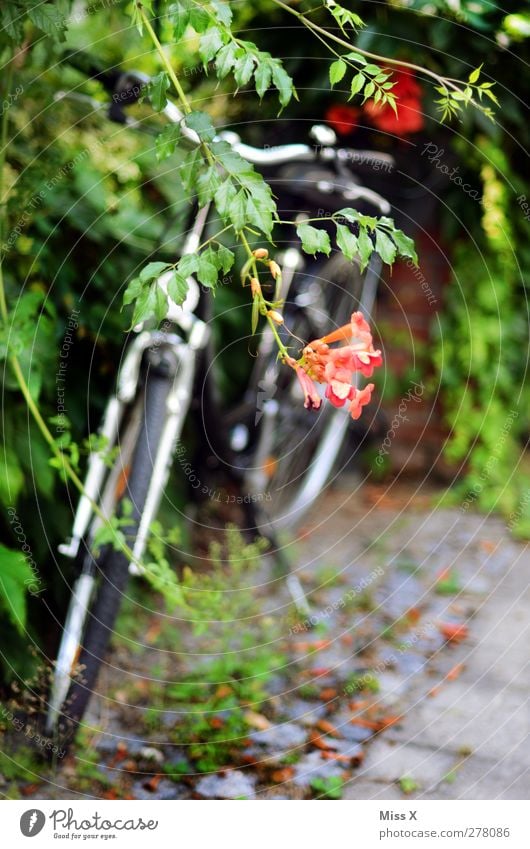 covert Summer Plant Bushes Leaf Blossom Garden Park Means of transport Bicycle Blossoming Growth Parking area Overgrown Colour photo Exterior shot Deserted