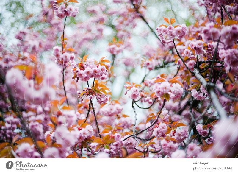 cherry forest in summer 2 Art Event Nature Plant Spring Summer Beautiful weather Tree Flower Blossom Cherry Cherry tree Cherry tree bark Cherry blossom