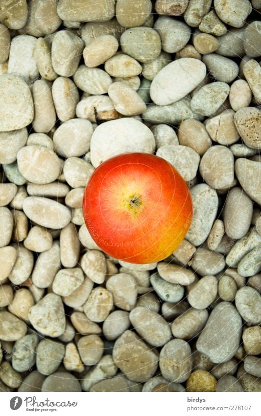 Apple on the rocks Fruit Organic produce Stone Fragrance Illuminate Esthetic Athletic Healthy Round Gray Red Pure 1 Pebble Healthy Eating Mature Food photograph