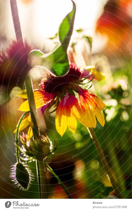 Cockade flower (for willma...) Plant Summer Flower cockade flower Garden Blossoming Illuminate Growth Friendliness Glittering Natural Yellow Green Red