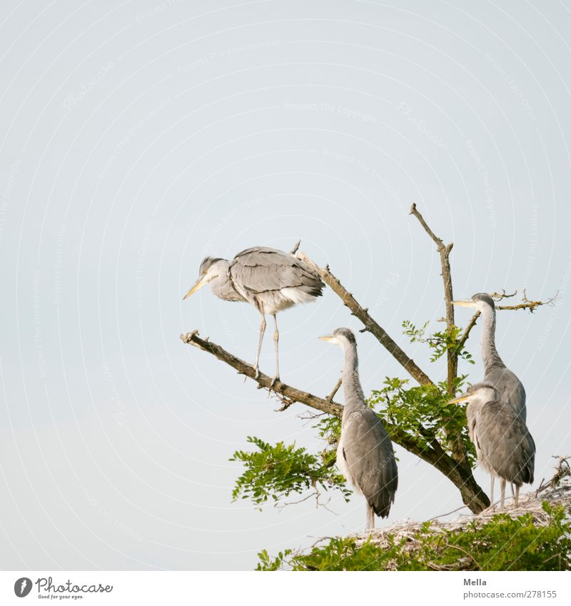 Jump! Environment Nature Animal Tree Treetop Branchage Wild animal Bird Heron Grey heron 4 Group of animals Baby animal Crouch Looking Stand Free Together