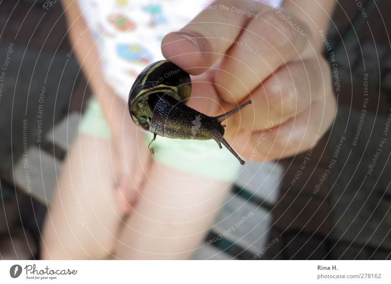 Look how cute she is! Child 1 Human being 3 - 8 years Infancy Summer Snail Animal To hold on Joie de vivre (Vitality) Hand Fingers Snail shell Caution Indicate